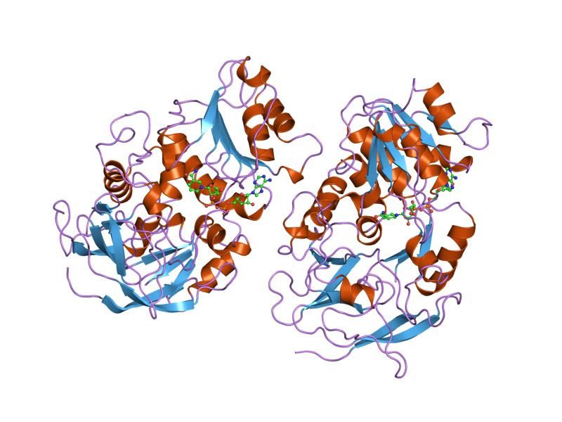 File:PDB 1teh EBI.jpg