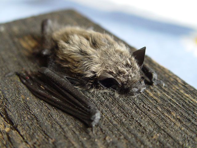 File:Pipistrellus kuhlii.jpg