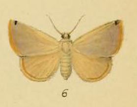 File:Pl.3-06-Xanthoptera colla=Eublemma colla (Schaus & Clements, 1893).JPG