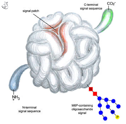 File:Protein sorting signals.png