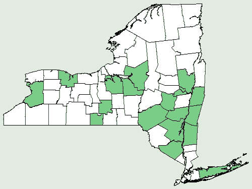 File:Rudbeckia triloba var triloba NY-dist-map.png