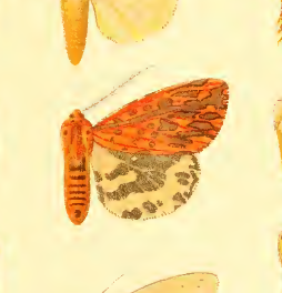 File:Spilosoma erythrophleps.png