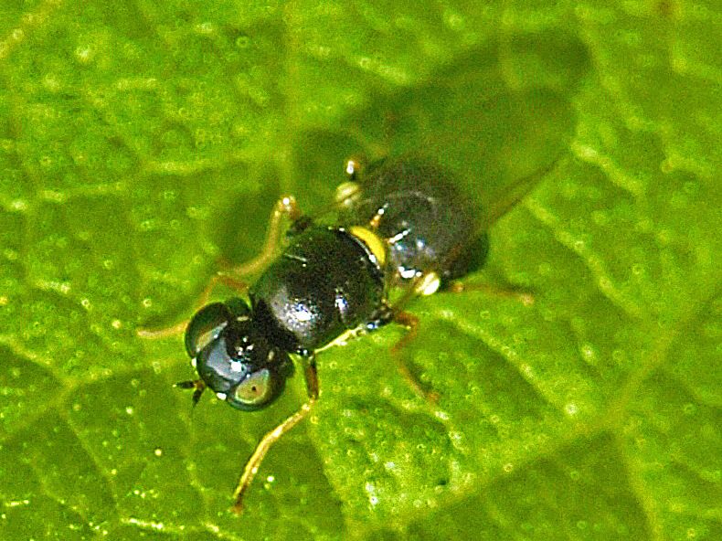 File:Stratiomyidae - Oxycera terminata(female.jpg