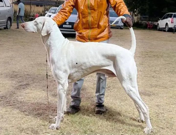 File:The Raajapalayam Dog.jpg