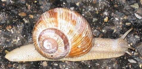 File:Weinbergschnecke.jpg