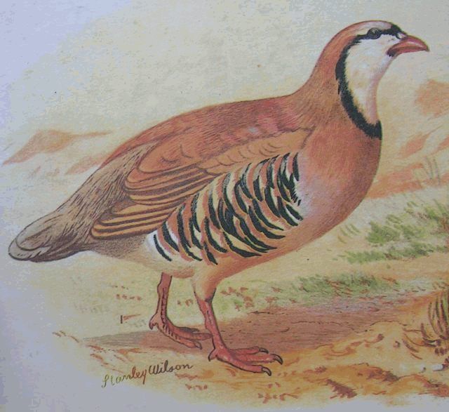 File:Alectoris chukar hm.jpg