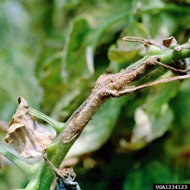 File:Alternaria solani - stem lesions.jpg