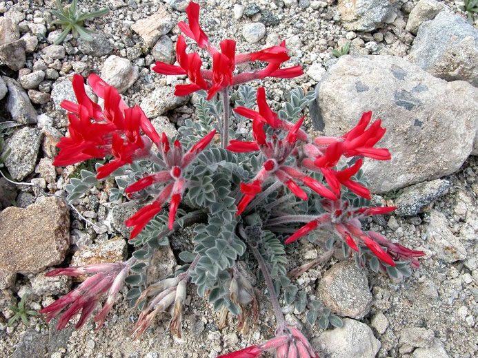 File:Astragaluscoccineus.jpg