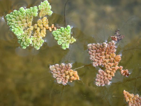 File:Azolla pinnata3.jpg