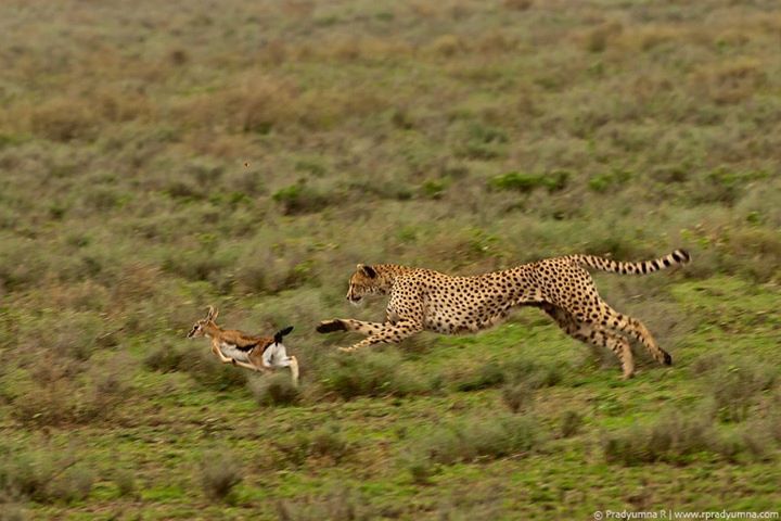 File:Cheetah Hunting.jpg