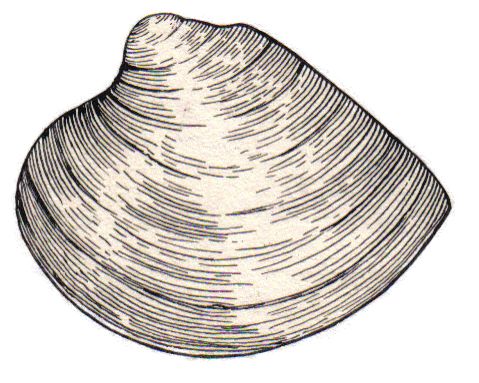 File:Clam (PSF).jpg