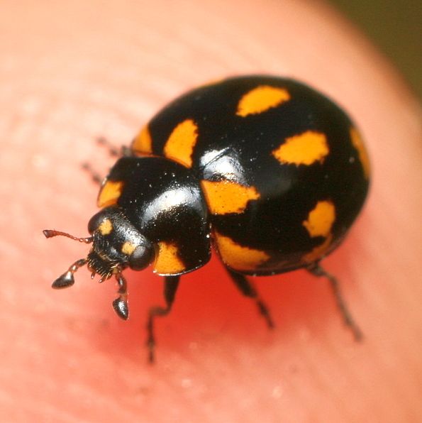 File:Coccinella leonina 13065982 2.jpg