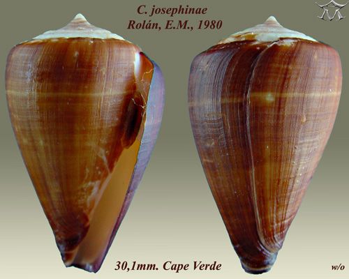 File:Conus josephinae 1.jpg