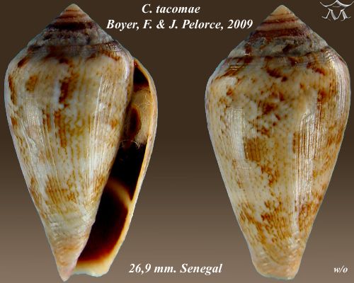 File:Conus tacomae 1.jpg