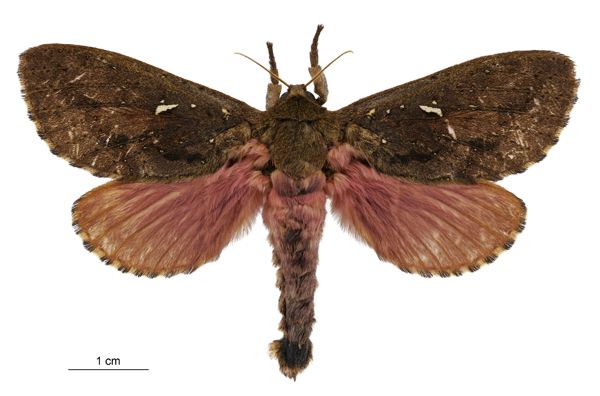 File:Dumbletonius unimaculatus male.jpg