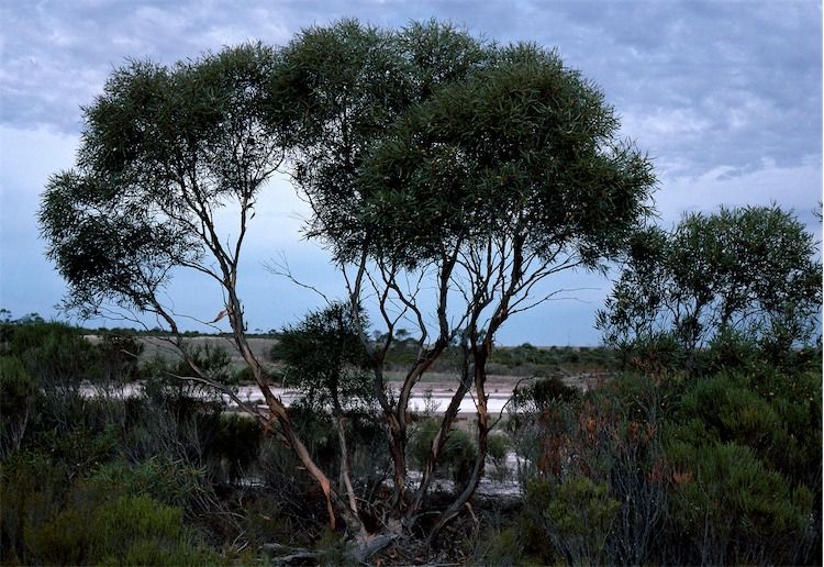 File:Eucalyptus halophila.jpg