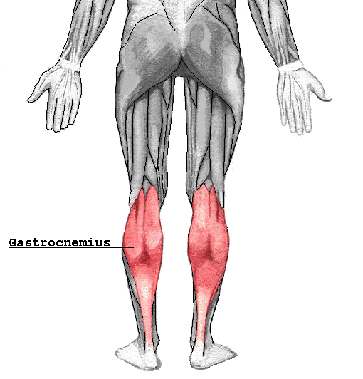 File:Gastrocnemius.png