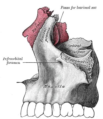 File:Gray154.png