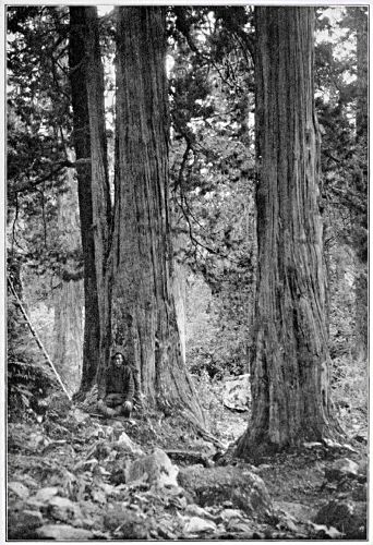 File:Junipers in Kama valley, Everest region, 1921.jpg