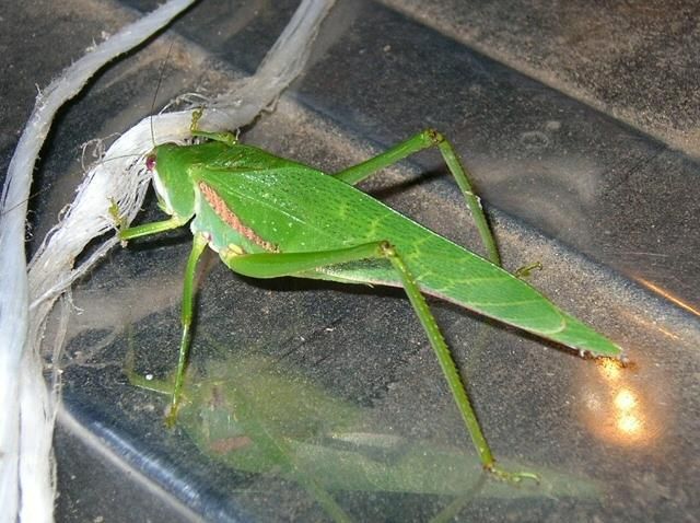 File:Katydid2.jpg