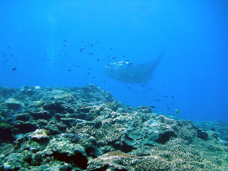 File:MantaRay-Feeding.jpg