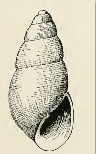 File:Odostomia killisnooensis 001.png