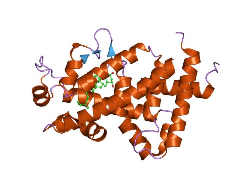 File:PDB 1ie8 EBI.jpg