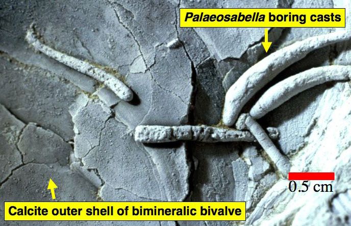 File:Paleosabella4CS.jpg