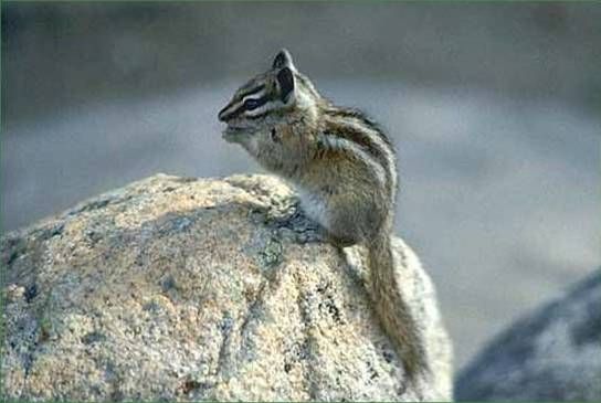 File:Palmer's chipmunk.jpg