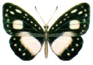 File:Pantoporia venilia moorei.jpg