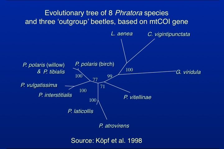 File:Phratora phylogeny.jpg