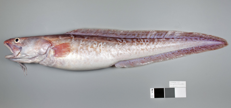 File:Pink Cusk-eel.png