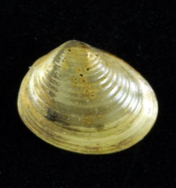 File:Pisidium amnicum.jpg