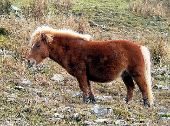 File:Pony With A Fright Wig.jpg