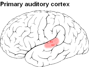 File:Primary auditory cortex.PNG