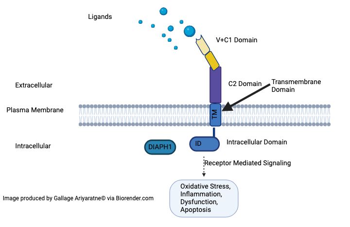 File:Ragegallage.jpg