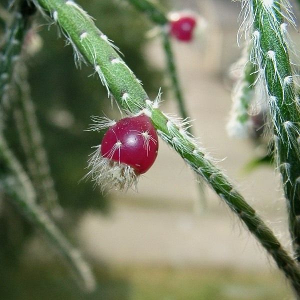 File:Rhipsalis pilocarpa10.jpg