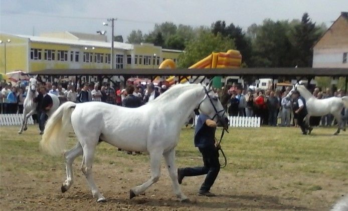 File:Sajam Slavonski Brod 2013..jpg