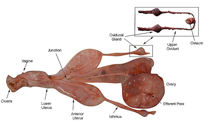 File:Shark female reproductive system.jpg