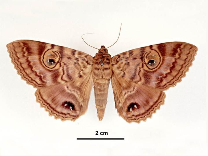 File:Speiredonia spectans male dorsal.jpg