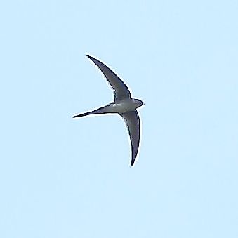 File:Tachornis squamata - Fork-tailed Palm-Swift.JPG