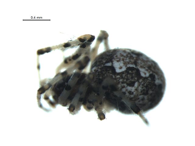 File:Theridion rabuni.jpg