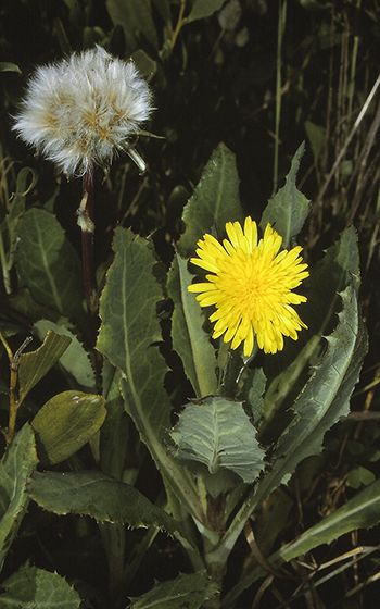 File:Actites megalocarpus.jpg