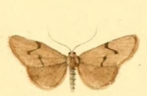 File:Apaidia mesogona.JPG