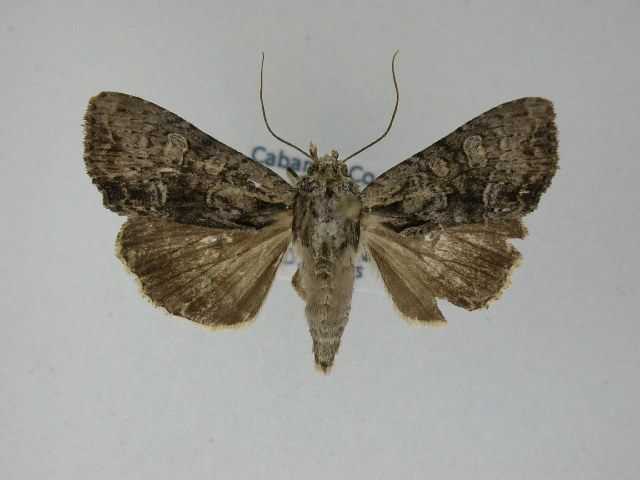 File:Apamea quinteri.jpg