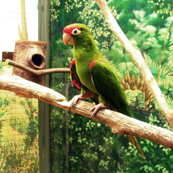 File:Aratinga wagleri -Jurong BirdPark-4.jpg