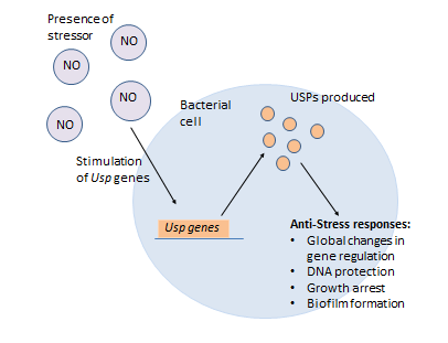 File:Bacteria USP response.png