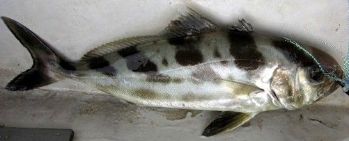 File:Black banded kingfish 2.jpg