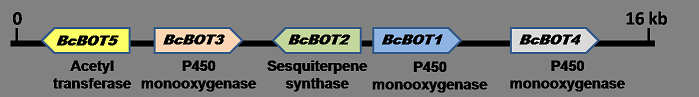 File:BotrydialGeneCluster.png