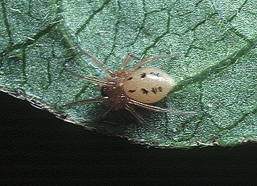 File:Callitrichia.formosana.female.-.tanikawa.jpg